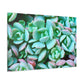 Green Beauties - Canvas - Succulent