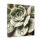 Neutral Close Up - Canvas - Succulent