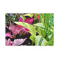 Garden Harmony. - Floral Canvas