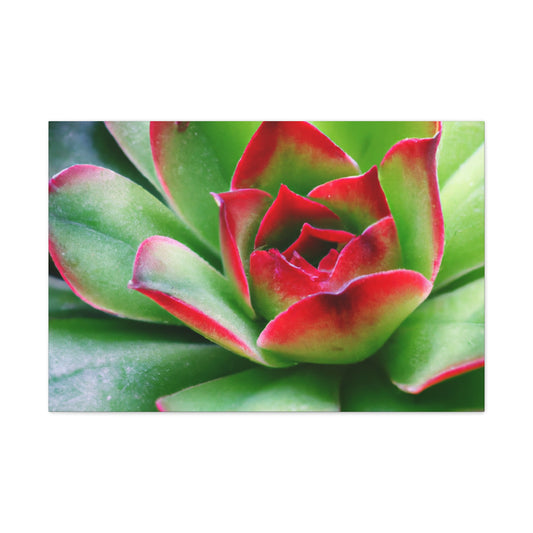 Ariadne of the Red Thread. - Canvas - Succulent