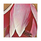 Pink Elder - Canvas - Floral