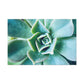 Irisaurus. - Canvas - Succulent
