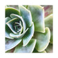 Garden of Delights - Canvas - Succulent