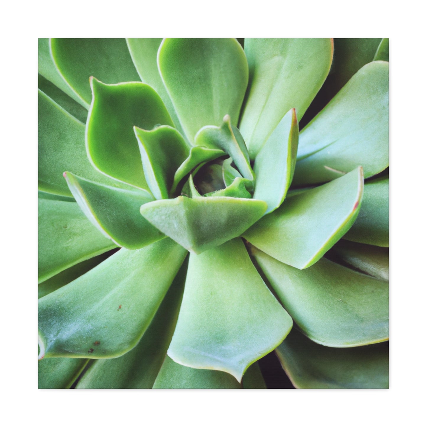 "Garden Paradise" - Canvas - Succulent