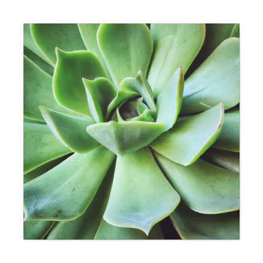 "Garden Paradise" - Canvas - Succulent