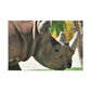 Rhino Head - Canvas - Wildlife
