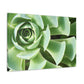 "Garden Gala" - Canvas - Succulent