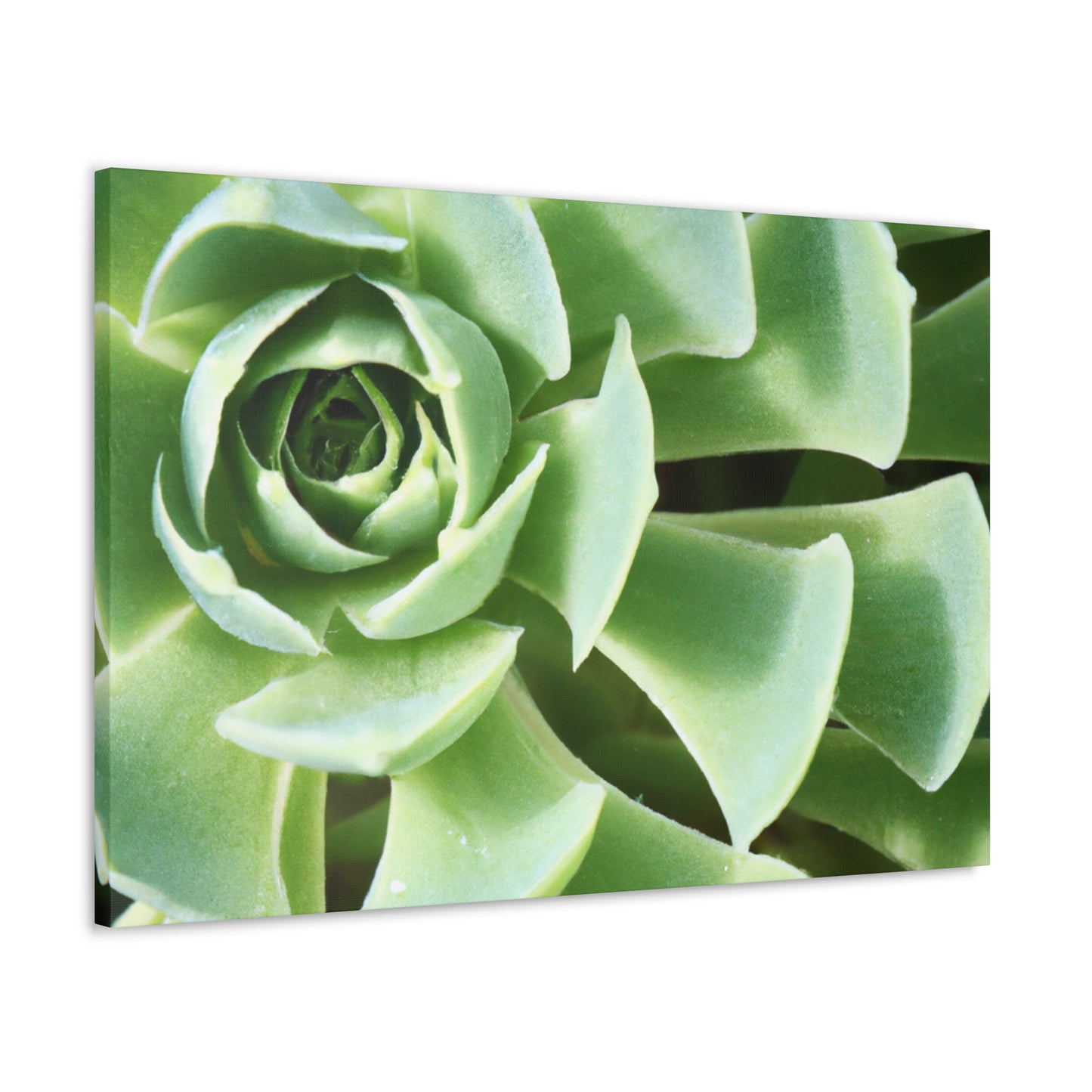"Garden Gala" - Canvas - Succulent