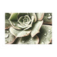 Neutral Close Up - Canvas - Succulent