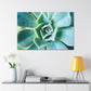 Irisaurus. - Canvas - Succulent