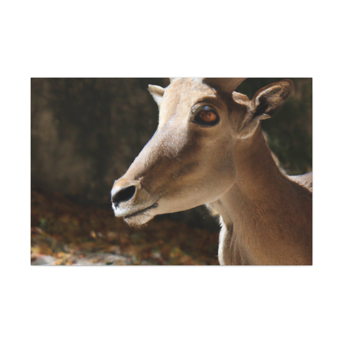 Elky Horn - Canvas Wildlife