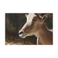 Elky Horn - Canvas Wildlife