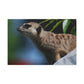 Peekaboo Crittter- Canvas - Wildlife