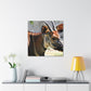 Elk Face- Canvas Wildlife