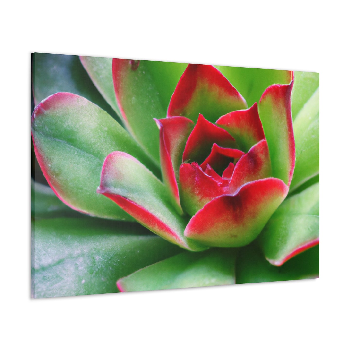 Ariadne of the Red Thread. - Canvas - Succulent