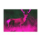 Pink Steer - Canvas - Wildlife