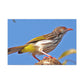 Scalecrawler - Wildlife Canvas