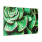 "Garden Splendor" - Canvas - Succulent