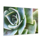 Garden of Delights - Canvas - Succulent