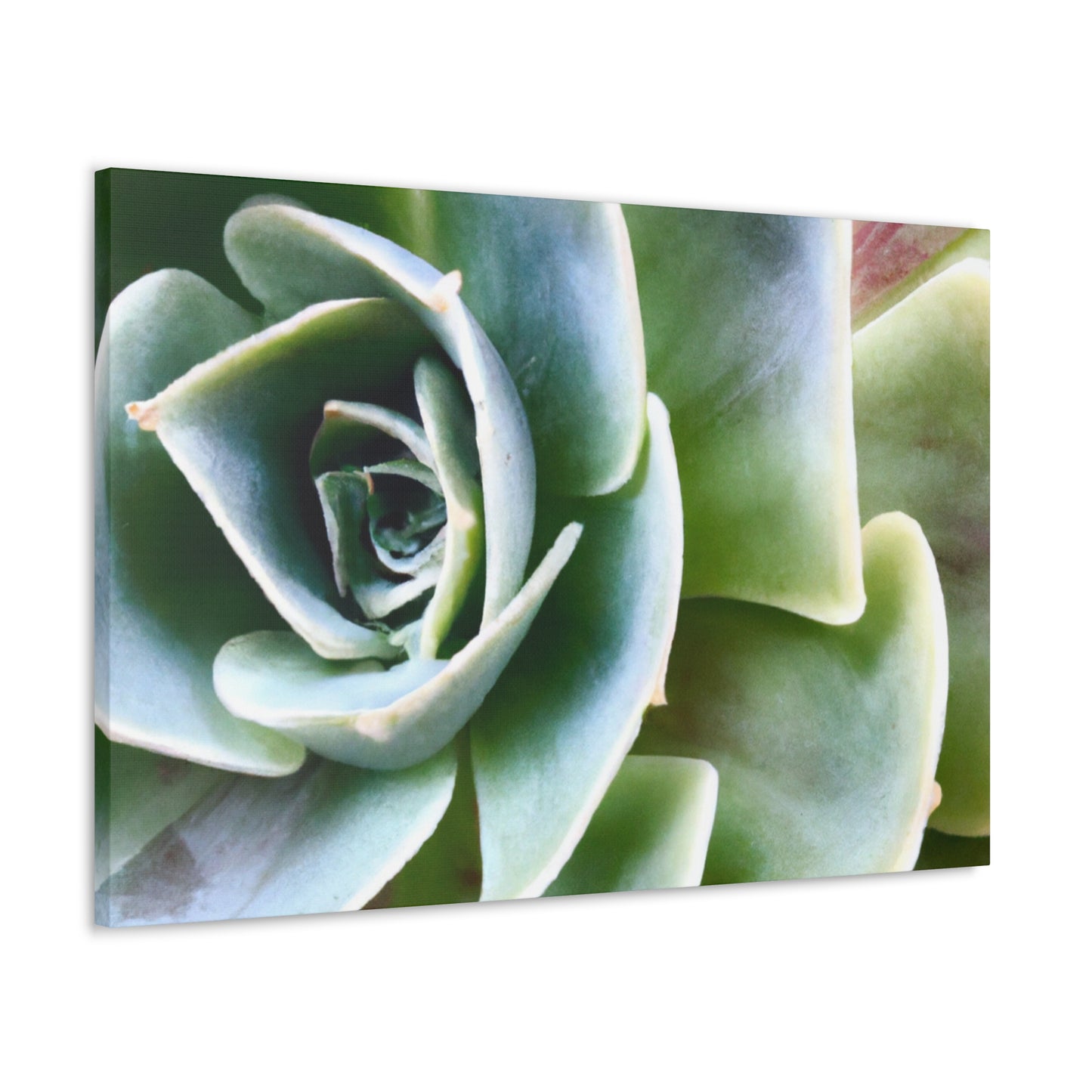Garden of Delights - Canvas - Succulent