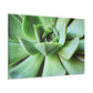 "Garden Paradise" - Canvas - Succulent