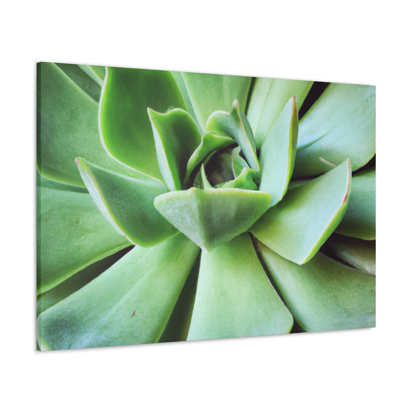 "Garden Paradise" - Canvas - Succulent