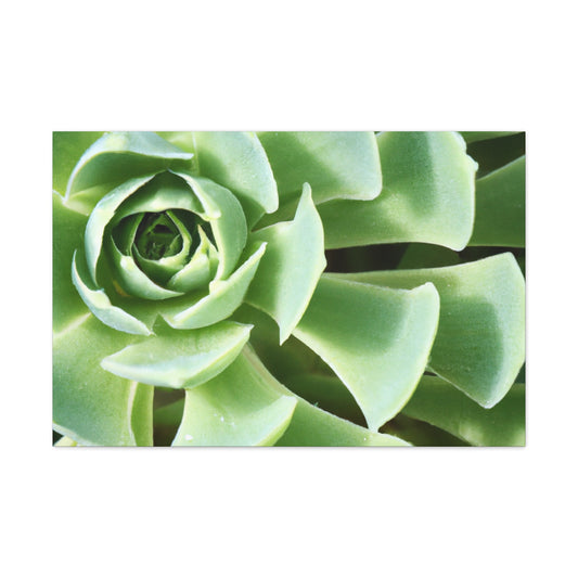 "Garden Gala" - Canvas - Succulent