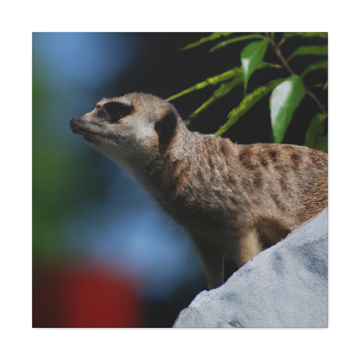Peekaboo Crittter- Canvas - Wildlife
