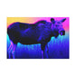 Furry Observer. - Canvas - Wildlife
