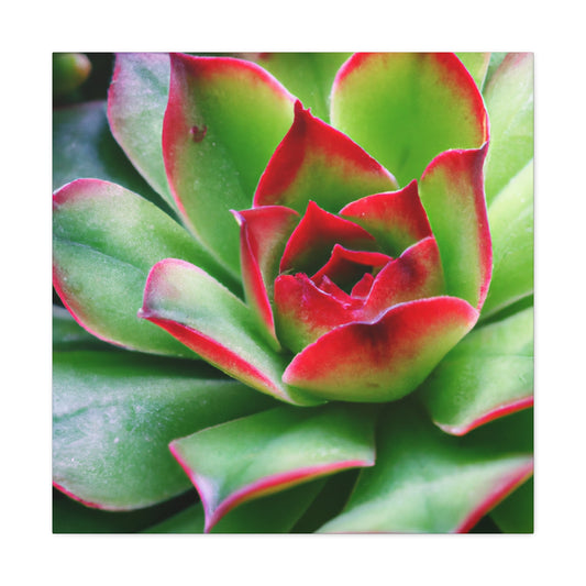 Ariadne of the Red Thread. - Canvas - Succulent