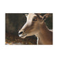Elky Horn - Canvas Wildlife