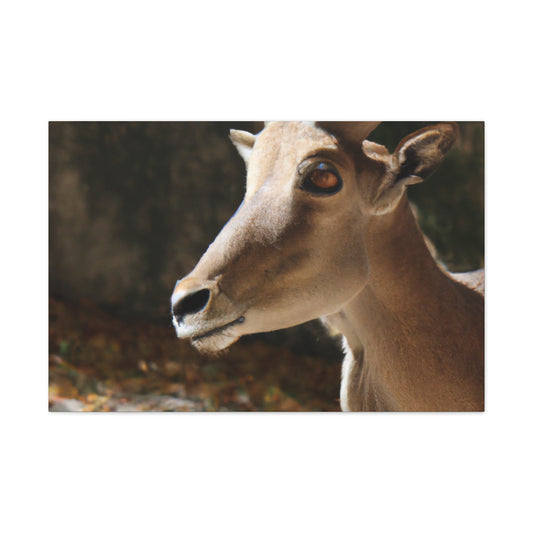 Elky Horn - Canvas Wildlife