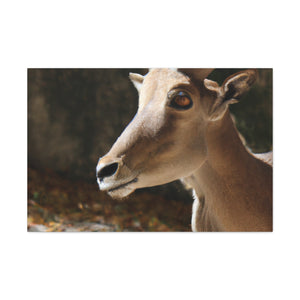 Elky Horn - Canvas Wildlife