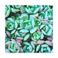 Green Beauties - Canvas - Succulent