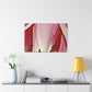 Pink Elder - Canvas - Floral