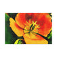 Orange Pedals - Canvas - Floral