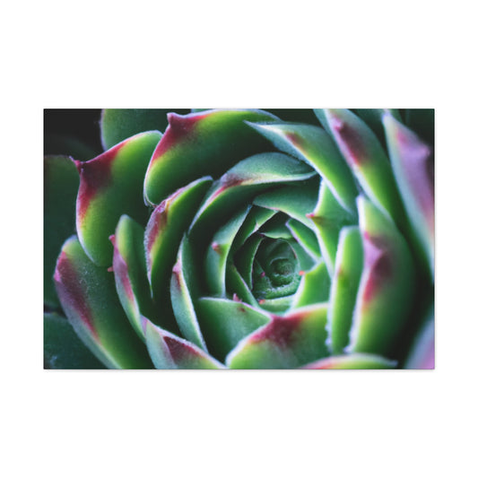 "Flowering Patio" - Canvas - Succulent