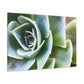Garden of Delights - Canvas - Succulent