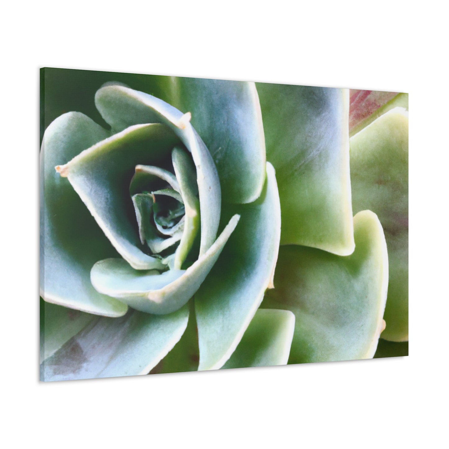 Garden of Delights - Canvas - Succulent