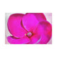 Pink Proteus - Canvas - Floral