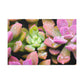 Blooming Garden Delight - Canvas - Succulent