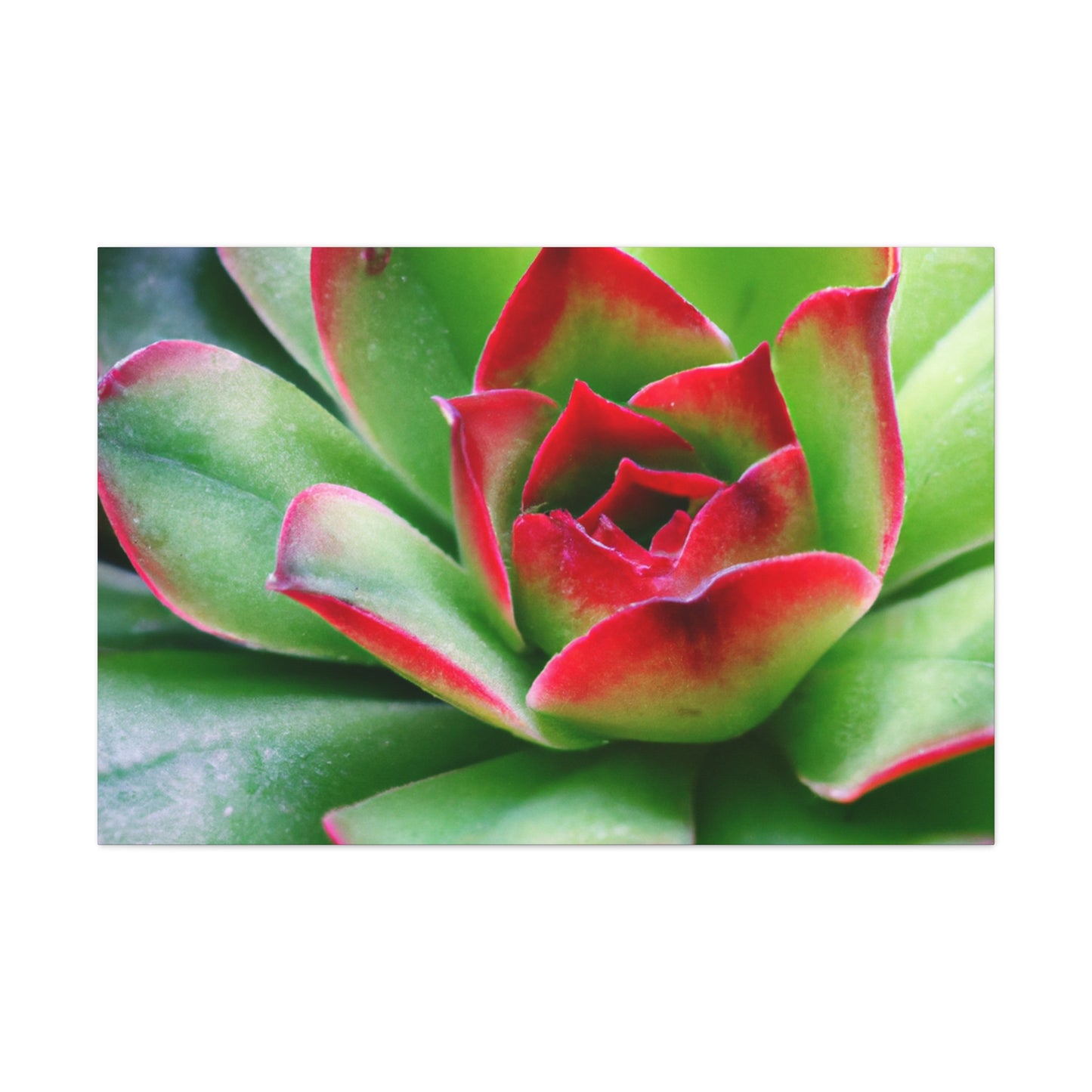 Ariadne of the Red Thread. - Canvas - Succulent