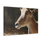 Elky Horn - Canvas Wildlife