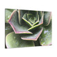 "Garden of Plenty." - Canvas - Succulent