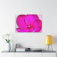 Pink Proteus - Canvas - Floral