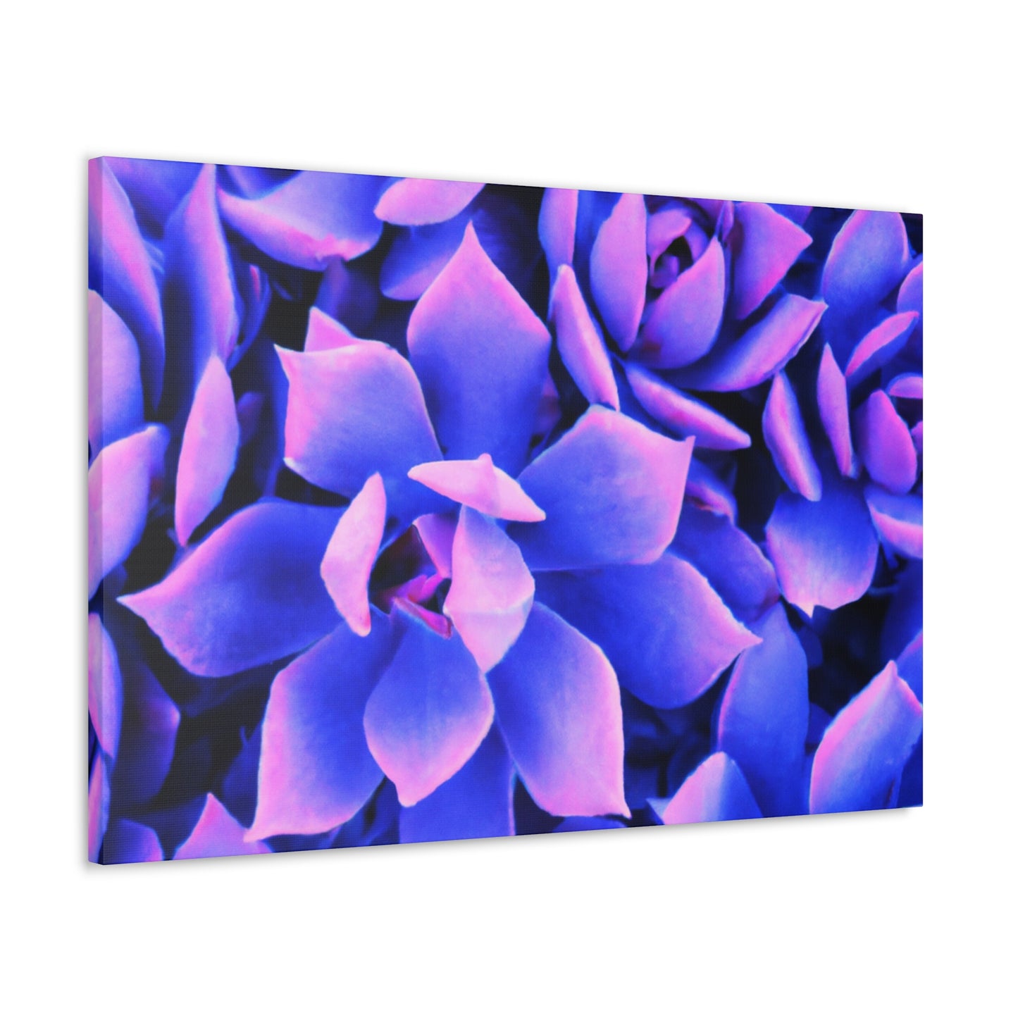 Floral Eden Print. - Canvas - Succulent