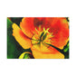 Orange Pedals - Canvas - Floral