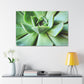 "Garden Paradise" - Canvas - Succulent